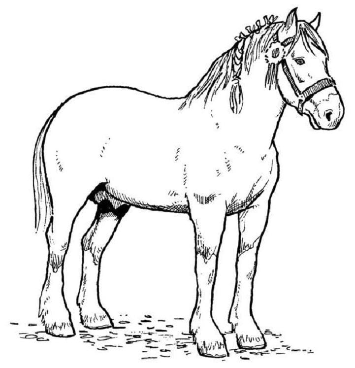 Раскраска Лошадь и жеребенок - распечатать бесплатно