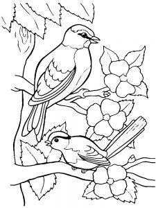 Раскраска птицы для детей 3-4 года