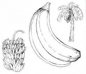раскраска банан картинка