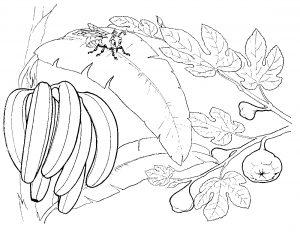 Раскраска банан ветка