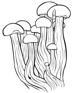 Раскраска грибы опята