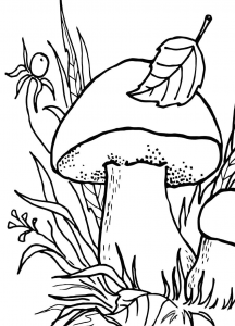 Раскраска белый гриб 
