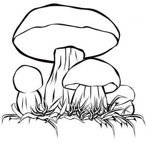 Раскраска белый гриб 3
