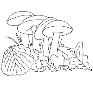 Раскраска гриб подберезовик 2