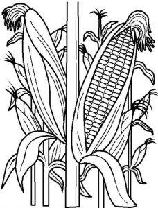 Раскраска картинка кукурузы
