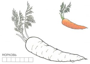 Раскраска морковь для занятий