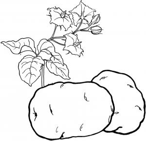 Раскраска овощи картошка рисунок