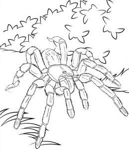 раскраска паук на траве