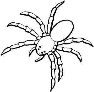 Раскраска паука