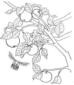 Раскраска урожай яблок