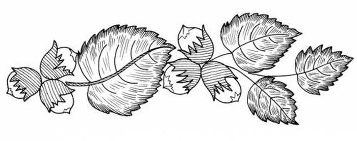 Идеи для срисовки лесной орех (65 фото)