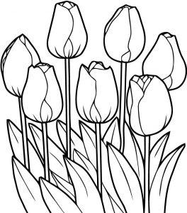 Раскраска тюльпаны распечатать