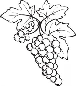 Разукрашка виноград