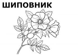 Раскраска шиповник 4