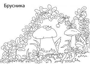 Раскраска брусника картинка