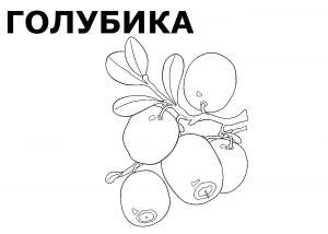 Раскраска голубика