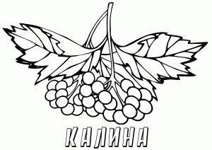 аскраска калина для занятий