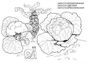 Раскраска капуста на грядке