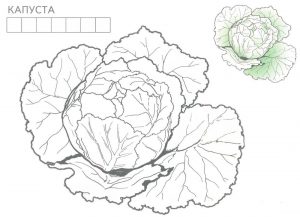 Раскраска капуста для занятий