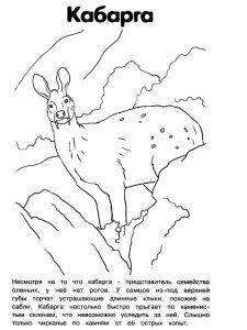 раскраска животные красной книги распечатать