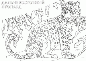 раскраска животные красной книги распечатать