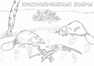 раскраска животные красной книги распечатать
