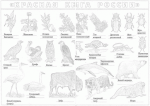 раскраска растения и животные красной книги
