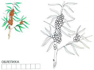 Раскраска облепиха для детей