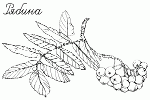 Раскраска рябина для детей