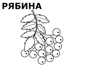Раскраска рябина
