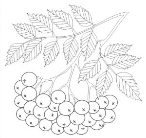 Раскраска рябина (17 разукрашек)