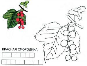 Раскраска смородина
