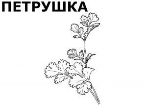 Раскраска петрушка
