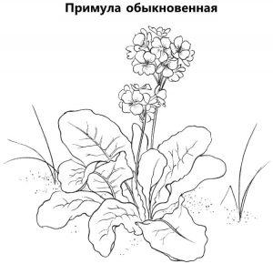 Раскраска примула