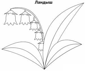Раскраска ландыш
