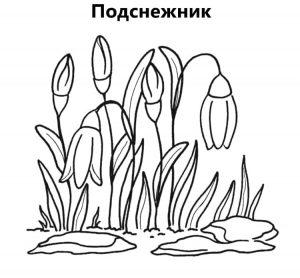Раскраска подснежник