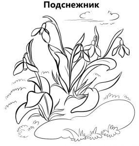 Раскраска подснежник 2
