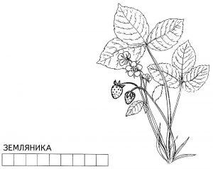 Раскраска земляника для занятий
